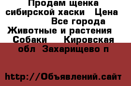 Продам щенка сибирской хаски › Цена ­ 8 000 - Все города Животные и растения » Собаки   . Кировская обл.,Захарищево п.